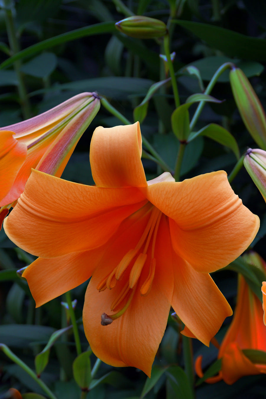 Lilium African Queen
