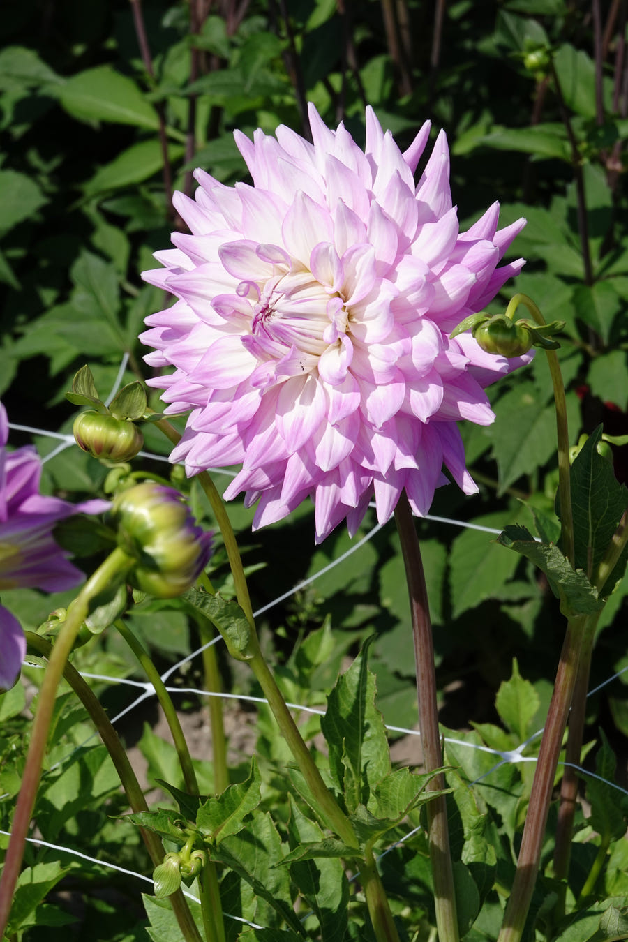 Dahlia Almands Joy