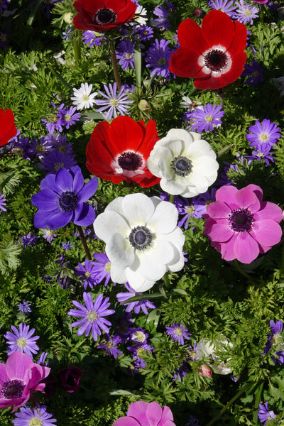 Anemones