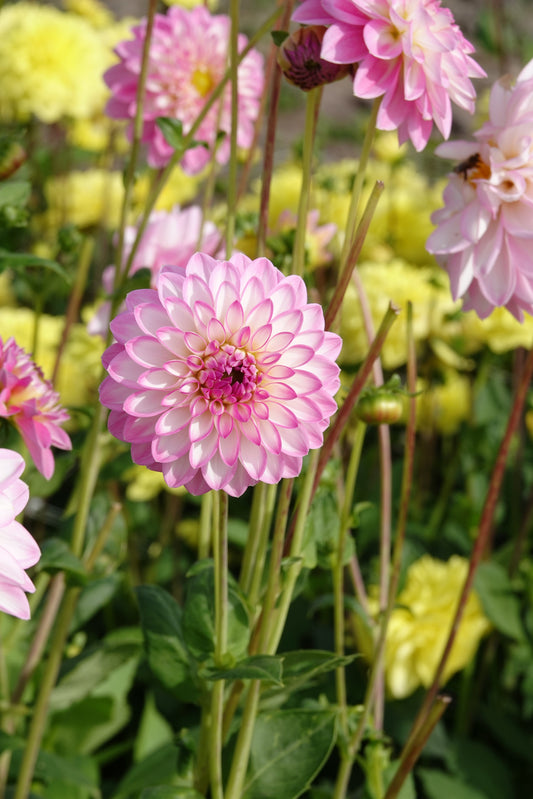 Dahlia Arbatax