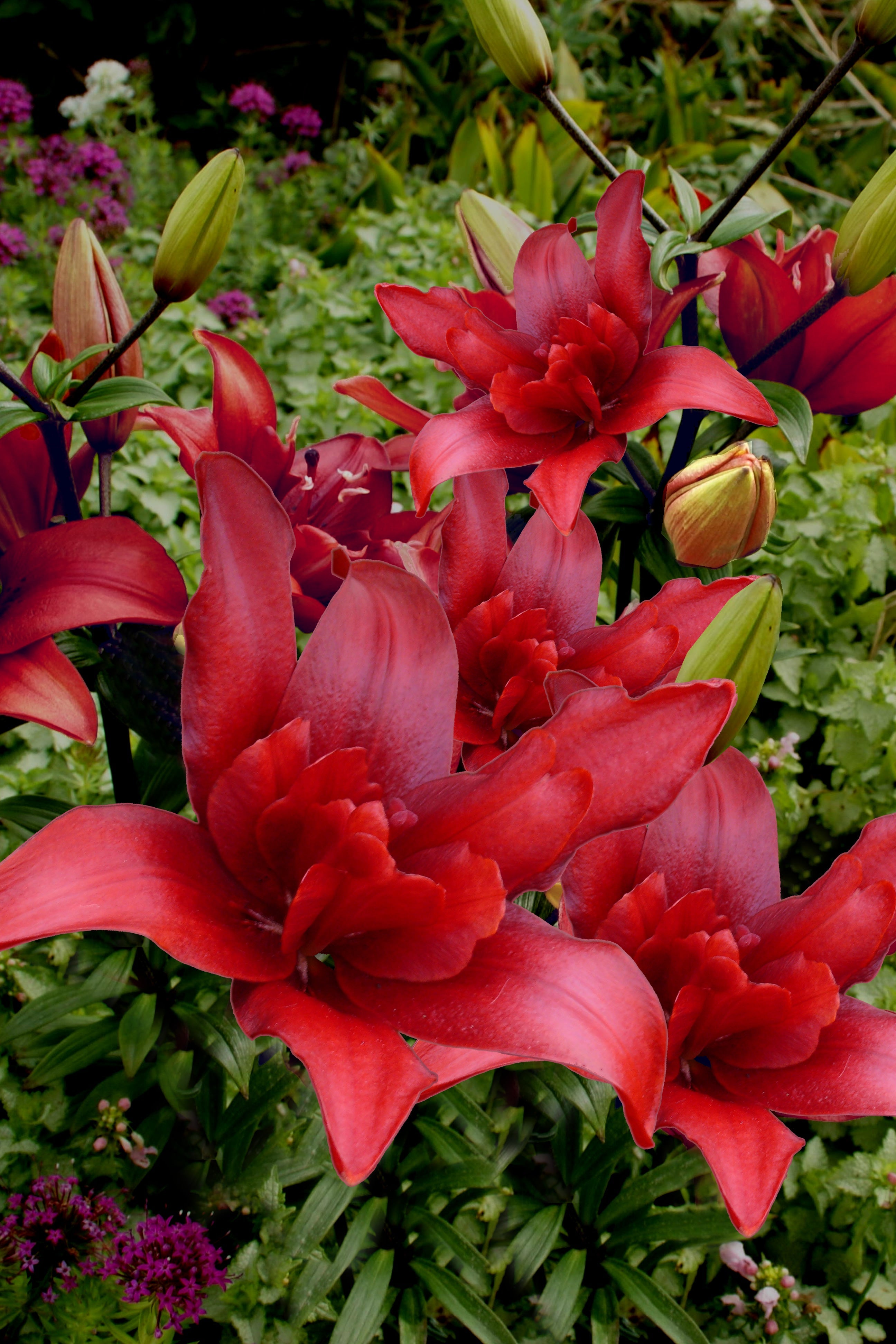Lilium Bald Eagle