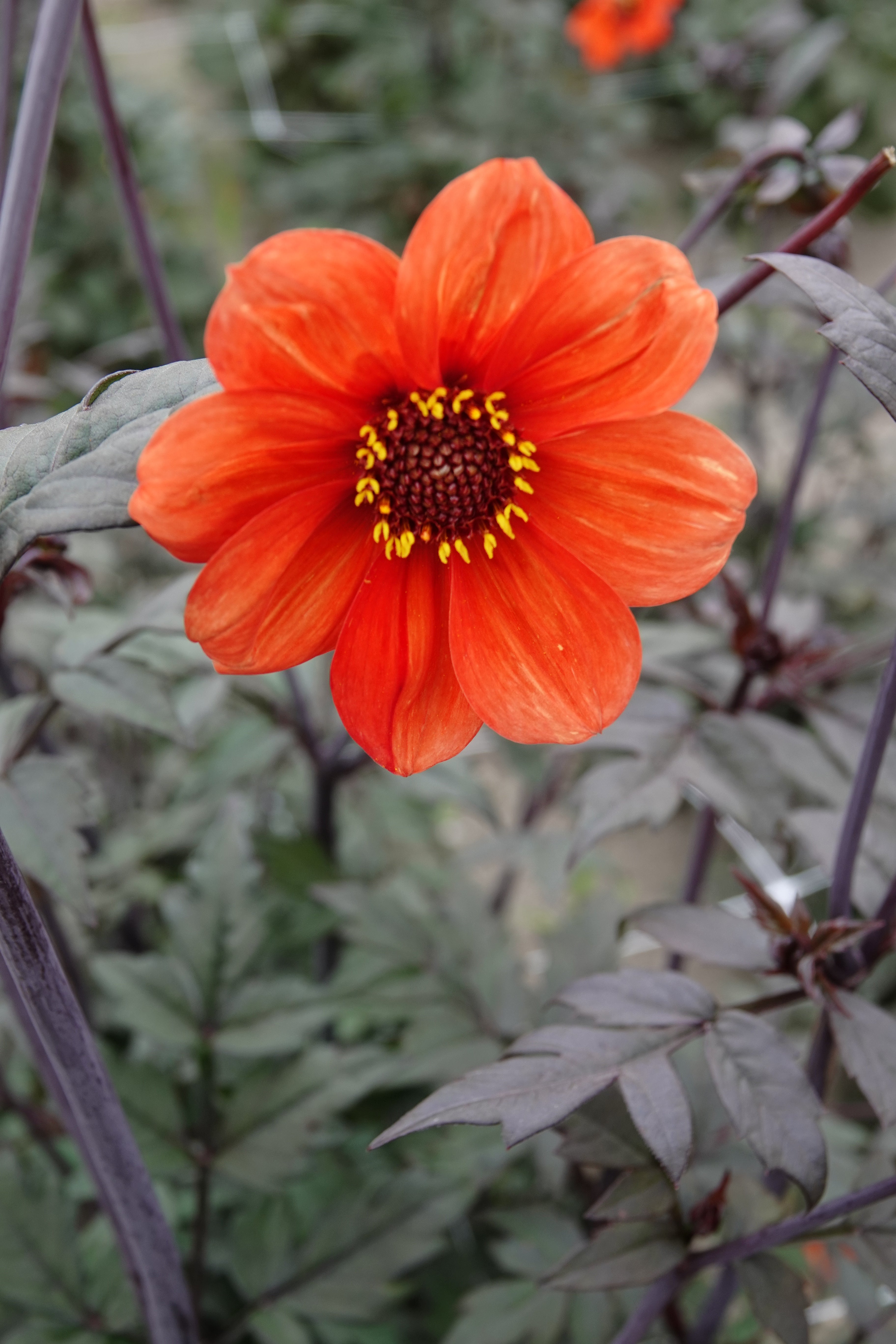 Dahlia Bischop of Oxford