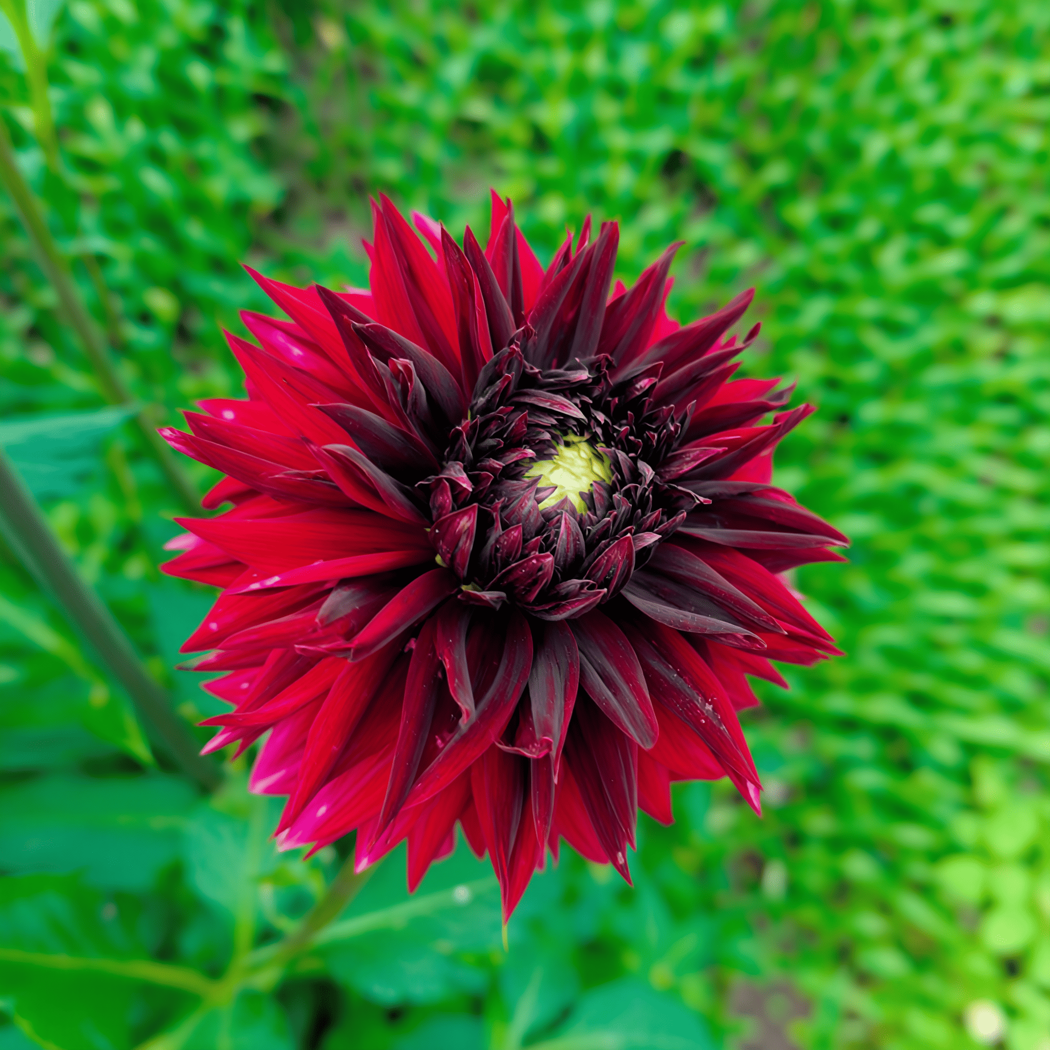 Dahlia Black Touch