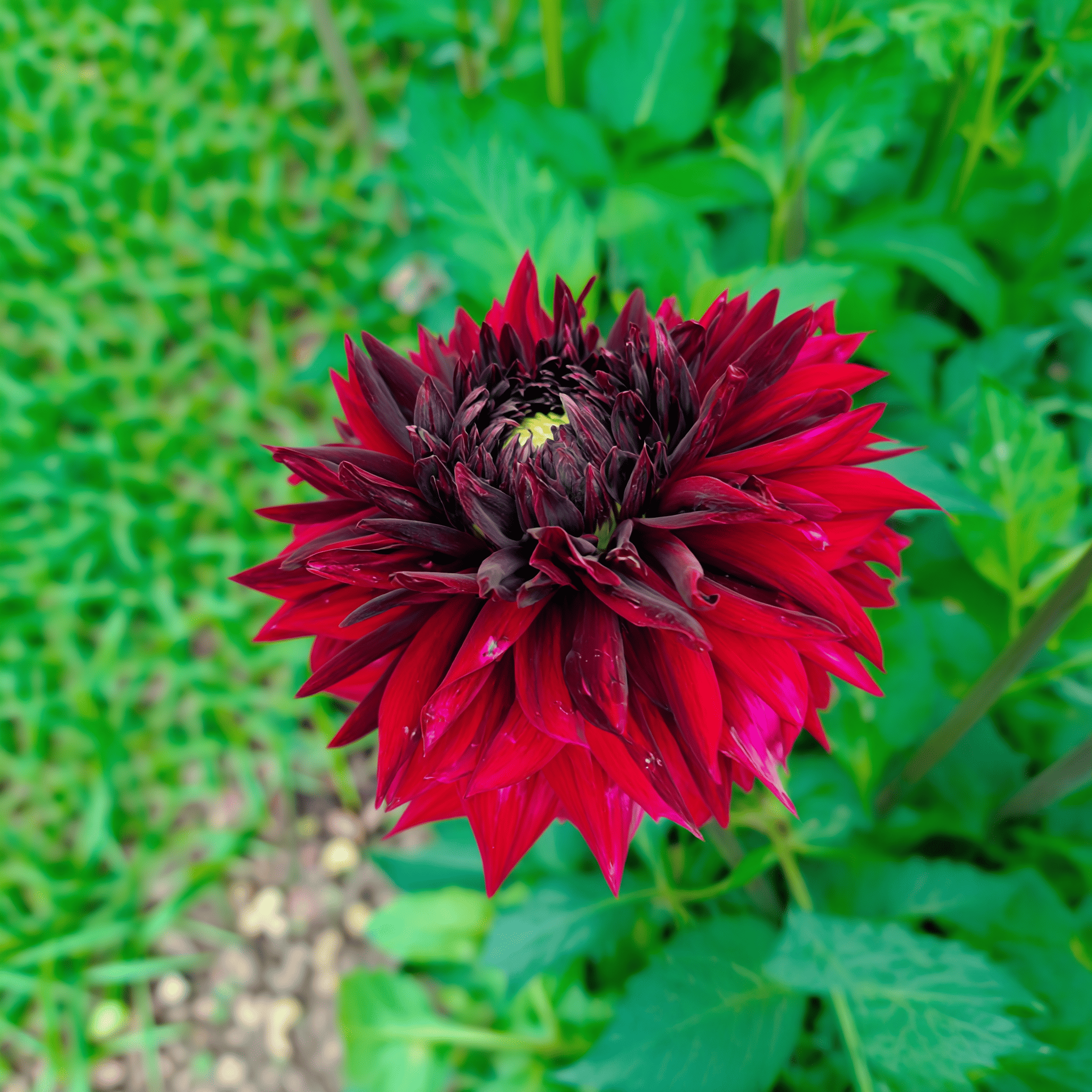 Dahlia Black Touch