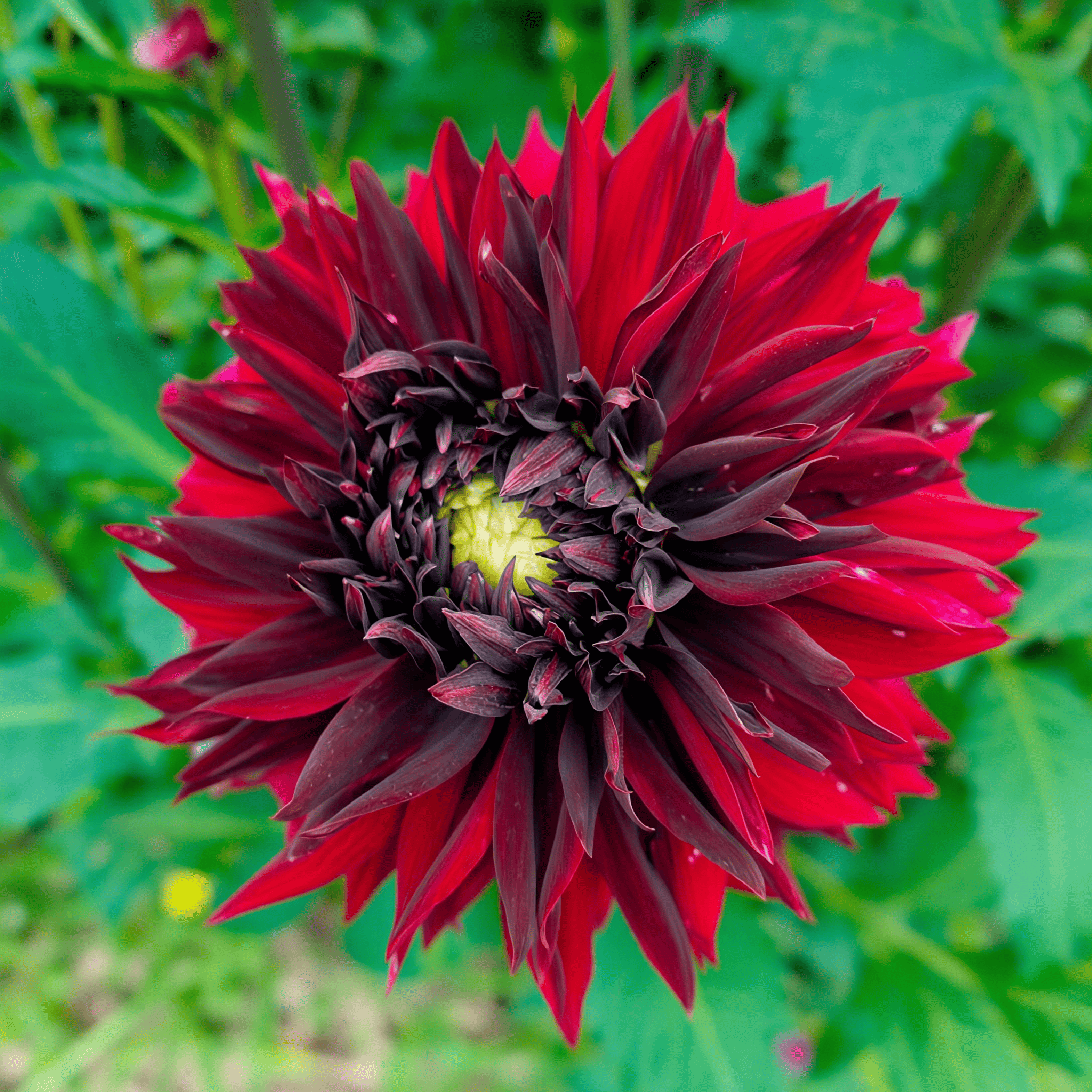 Dahlia Black Touch