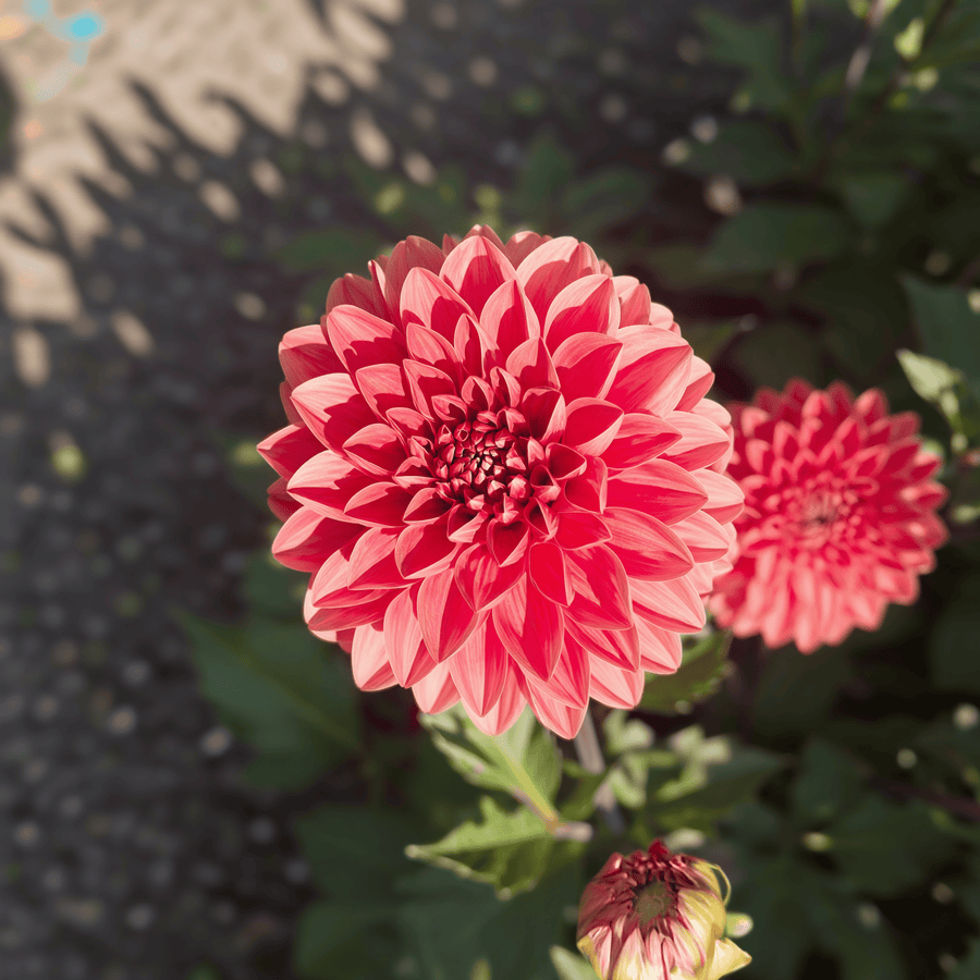 Dahlia Blitzer