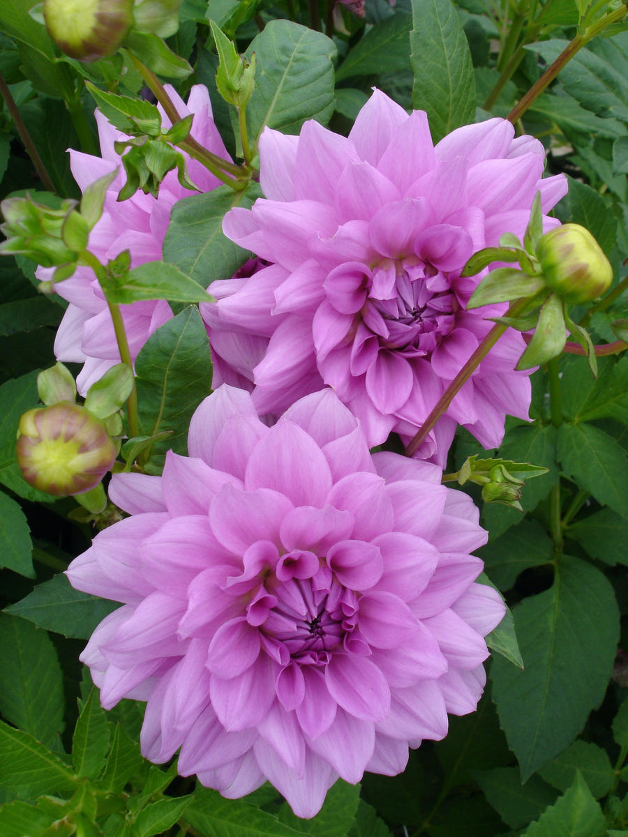 Dahlia Blue Boy