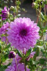 Dahlia Blue Boy