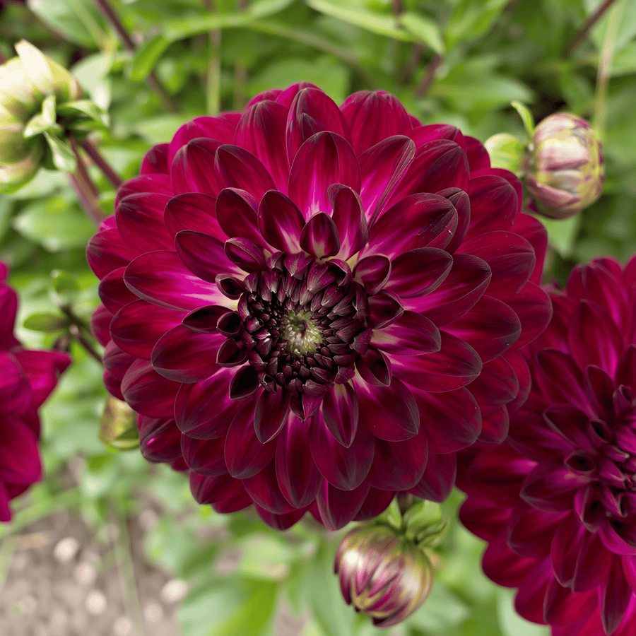 Dahlia Blue Bird