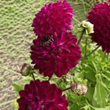 Dahlia Blue Bird