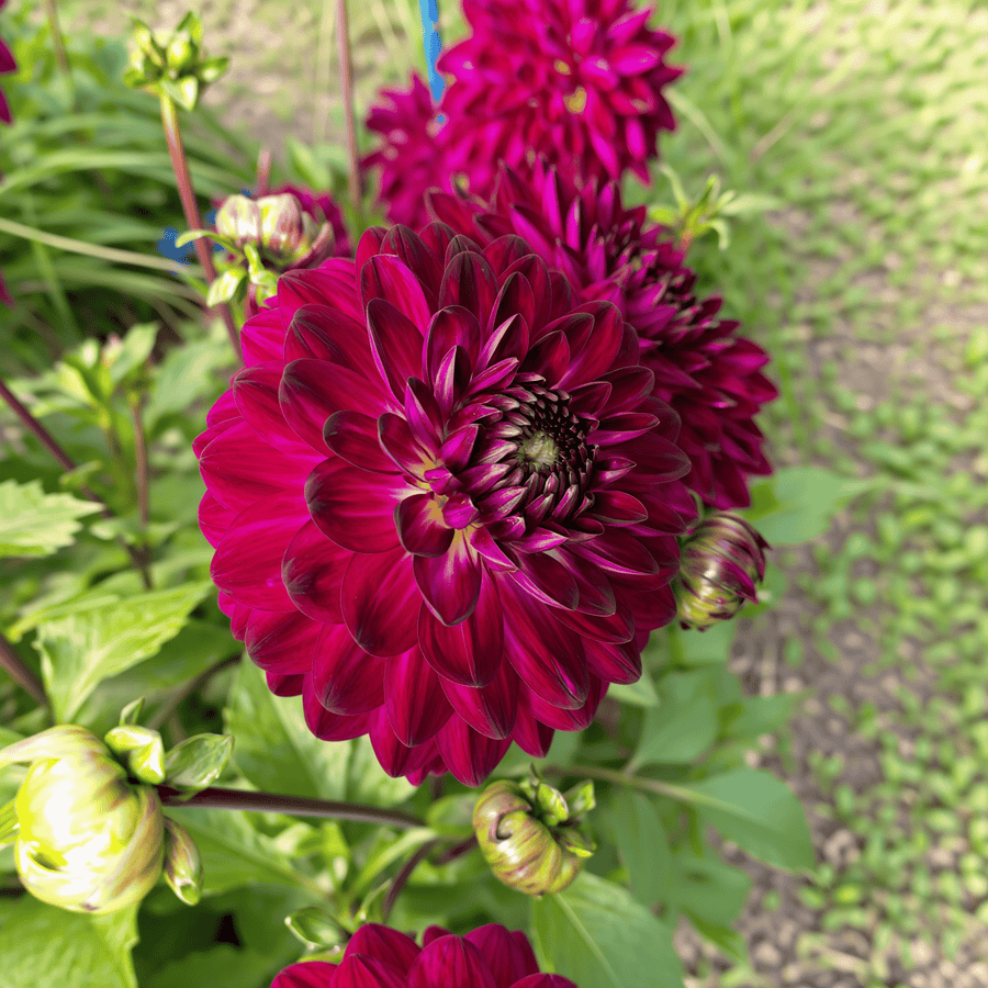 Dahlia Blue Bird