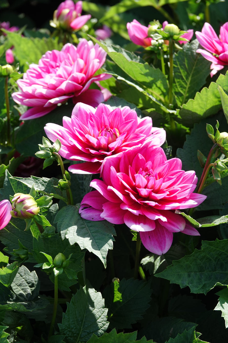 Dahlia Bluesette