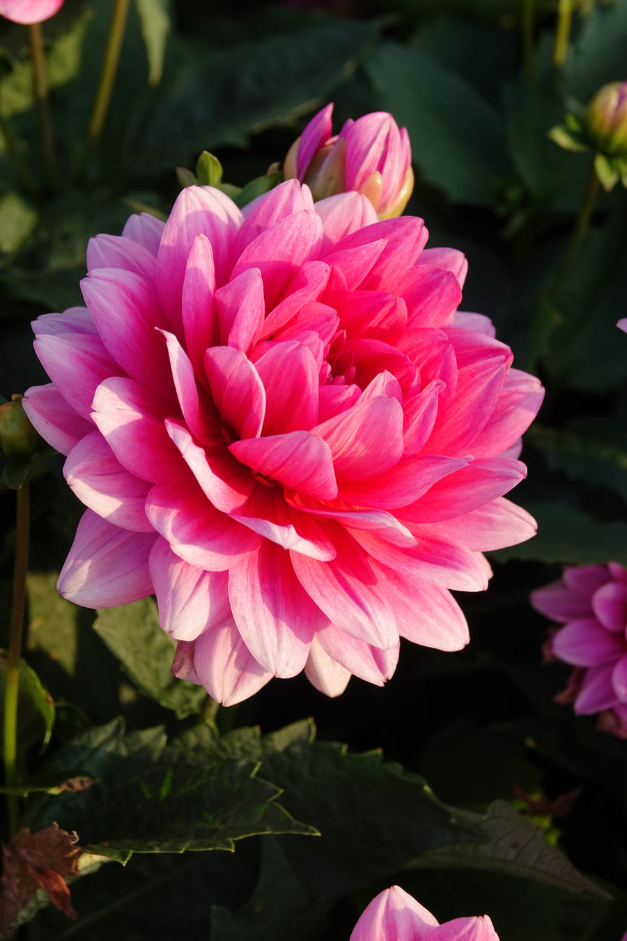 Dahlia Bluesette