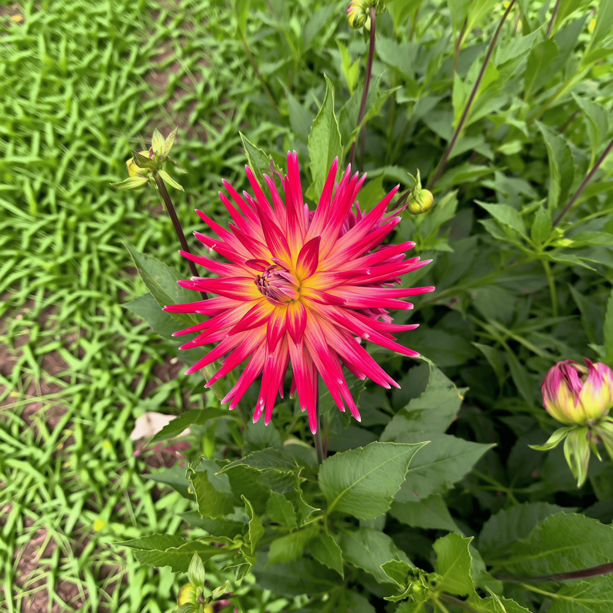 Dahlia Bora Bora