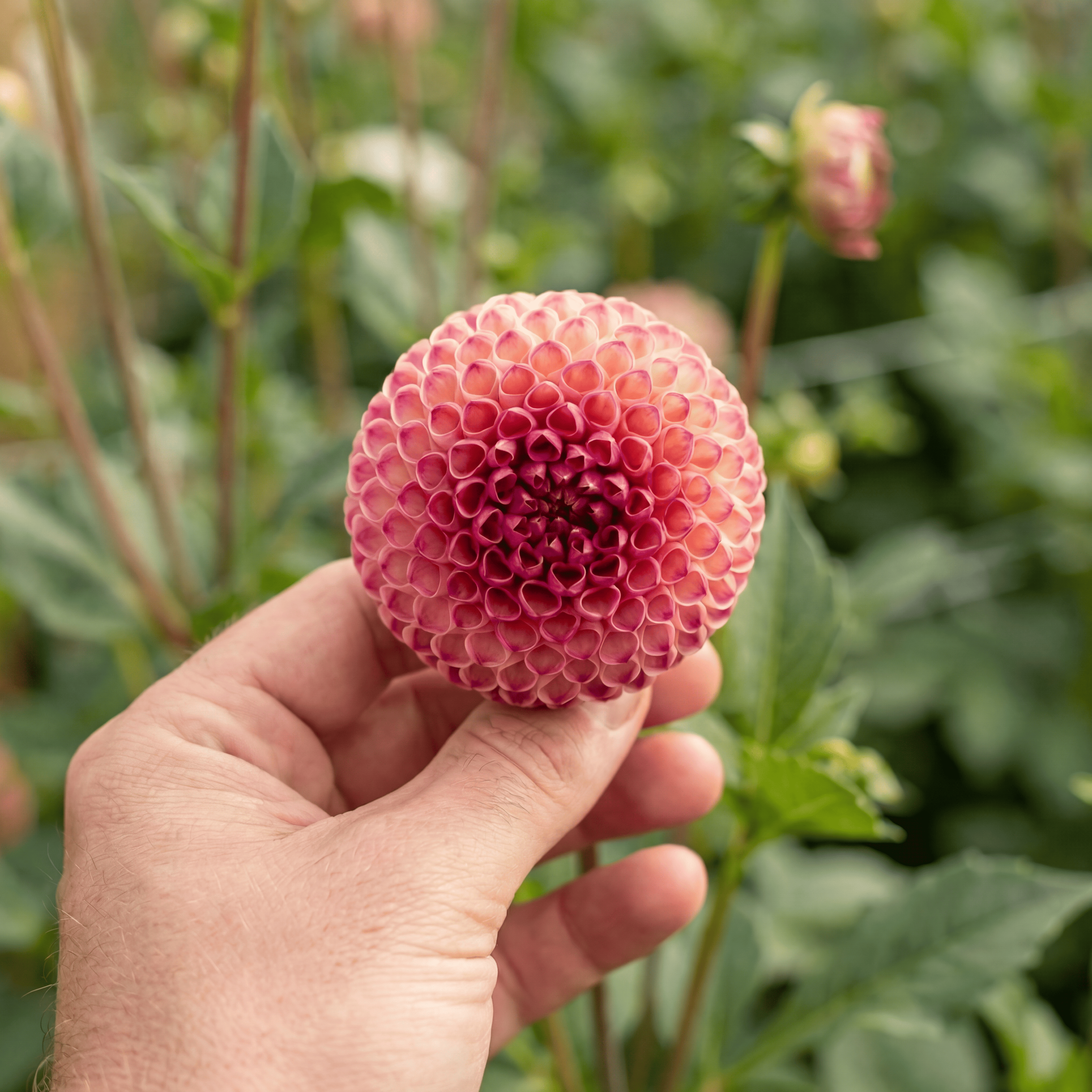 Dahlia Burlesca