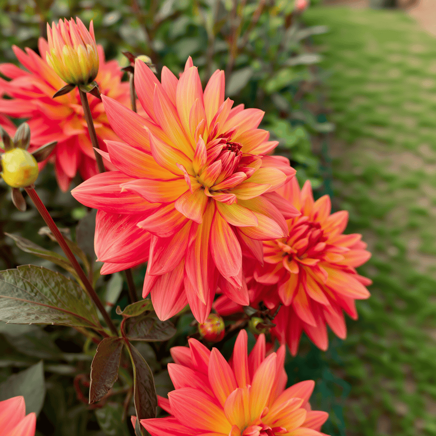 Dahlia Camelot