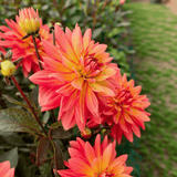 Dahlia Camelot