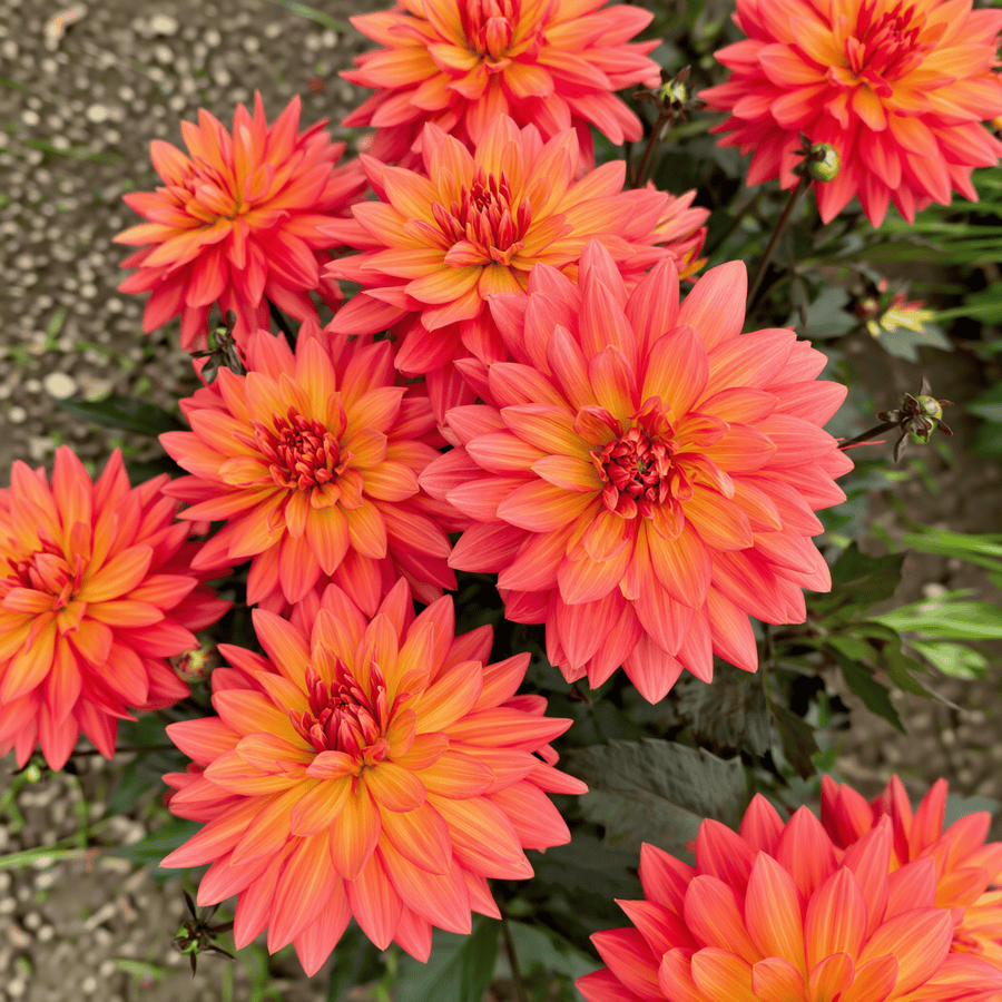 Dahlia Camelot