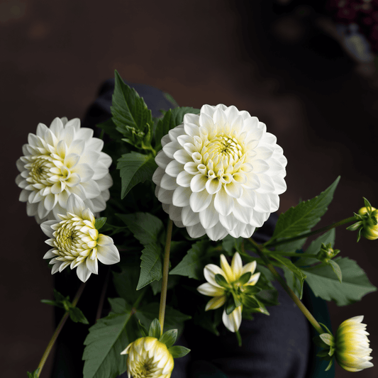 Dahlia Caro