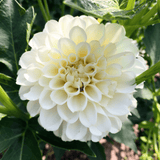 Dahlia Caro