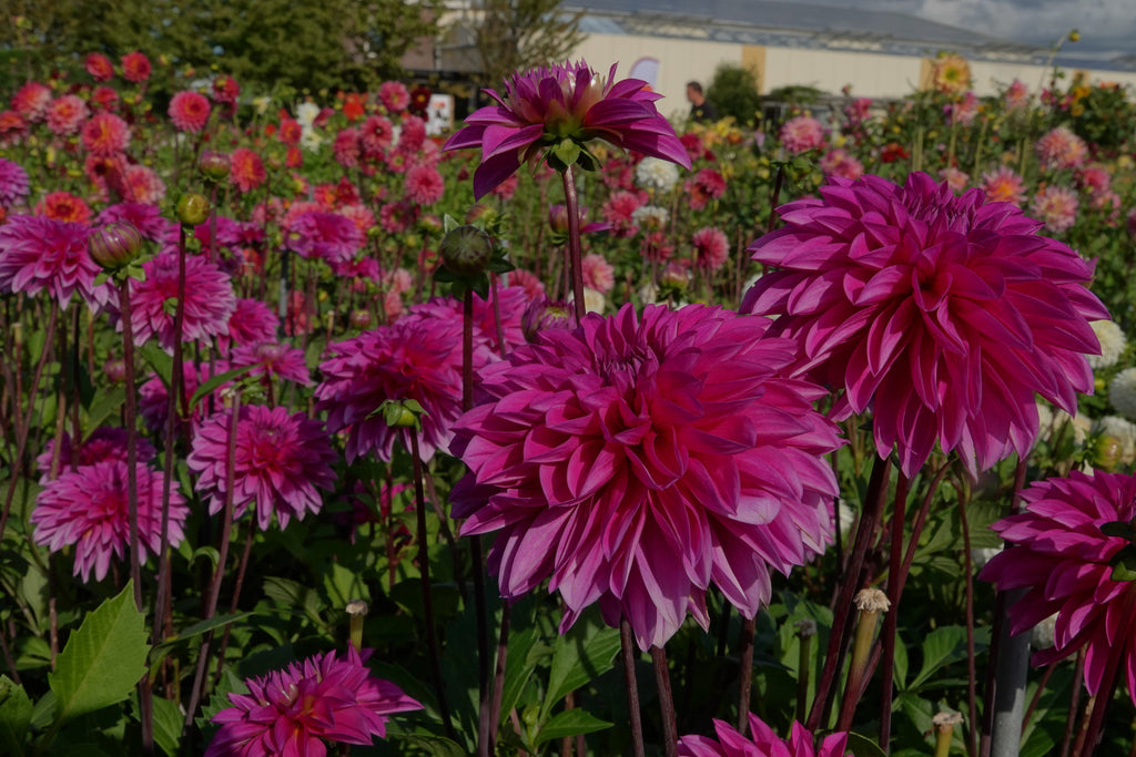 Dahlia Cartouche