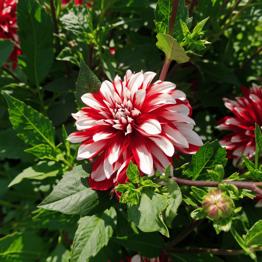 Dahlia Catching Fire