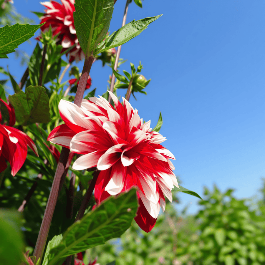 Dahlia Catching Fire