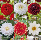 Collection Velvet Hearts