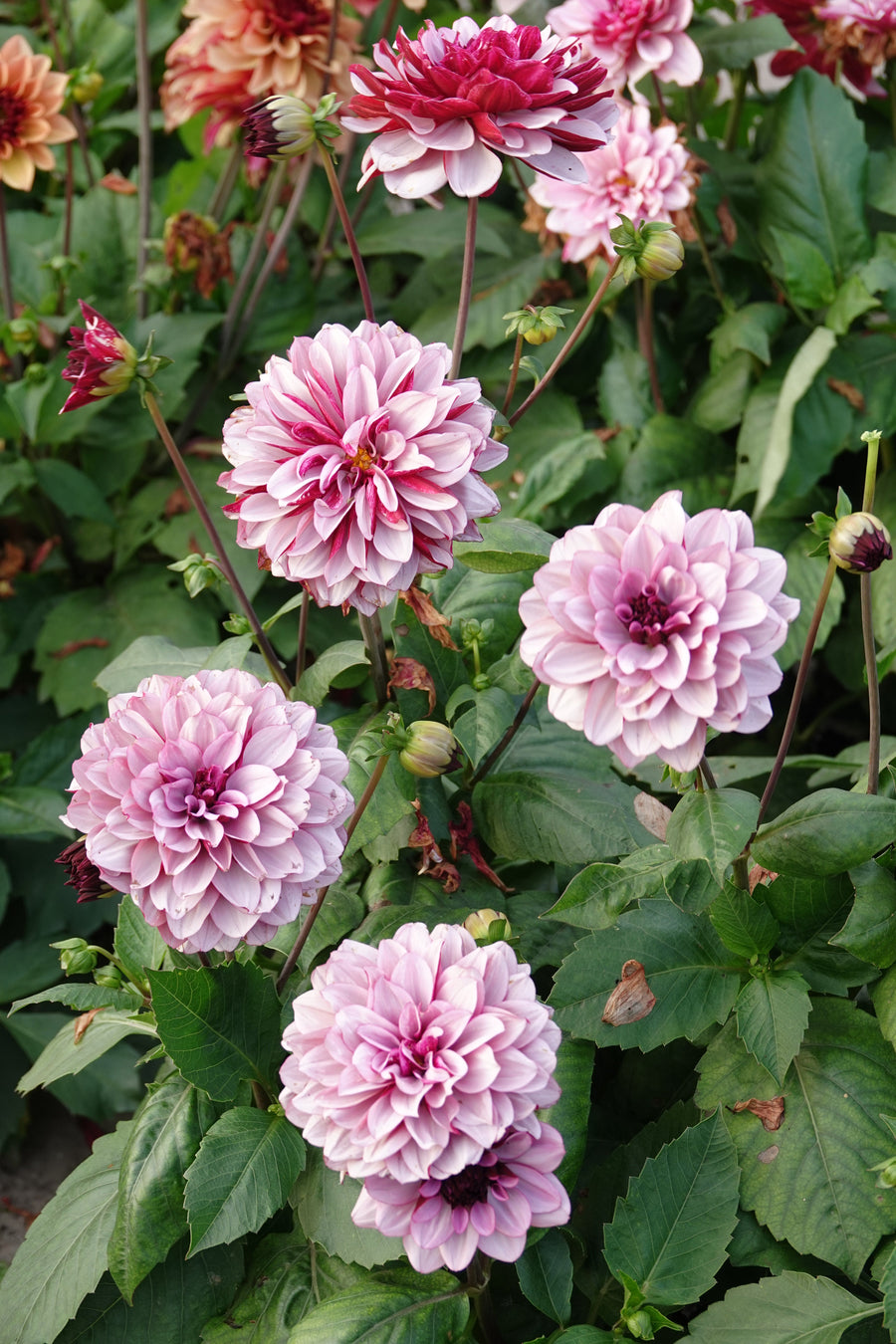 Dahlia Creme de Cassis