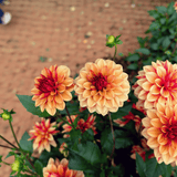 Dahlia Creme de Cognac