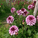 Dahlia Creme de Cassis