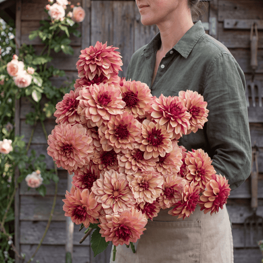 Dahlia Creme de Cognac
