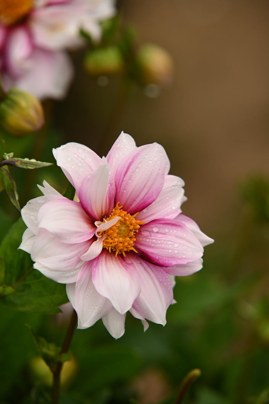 Dahlia Edge of Joy