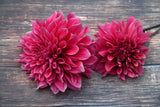 Dahlia Emory Paul