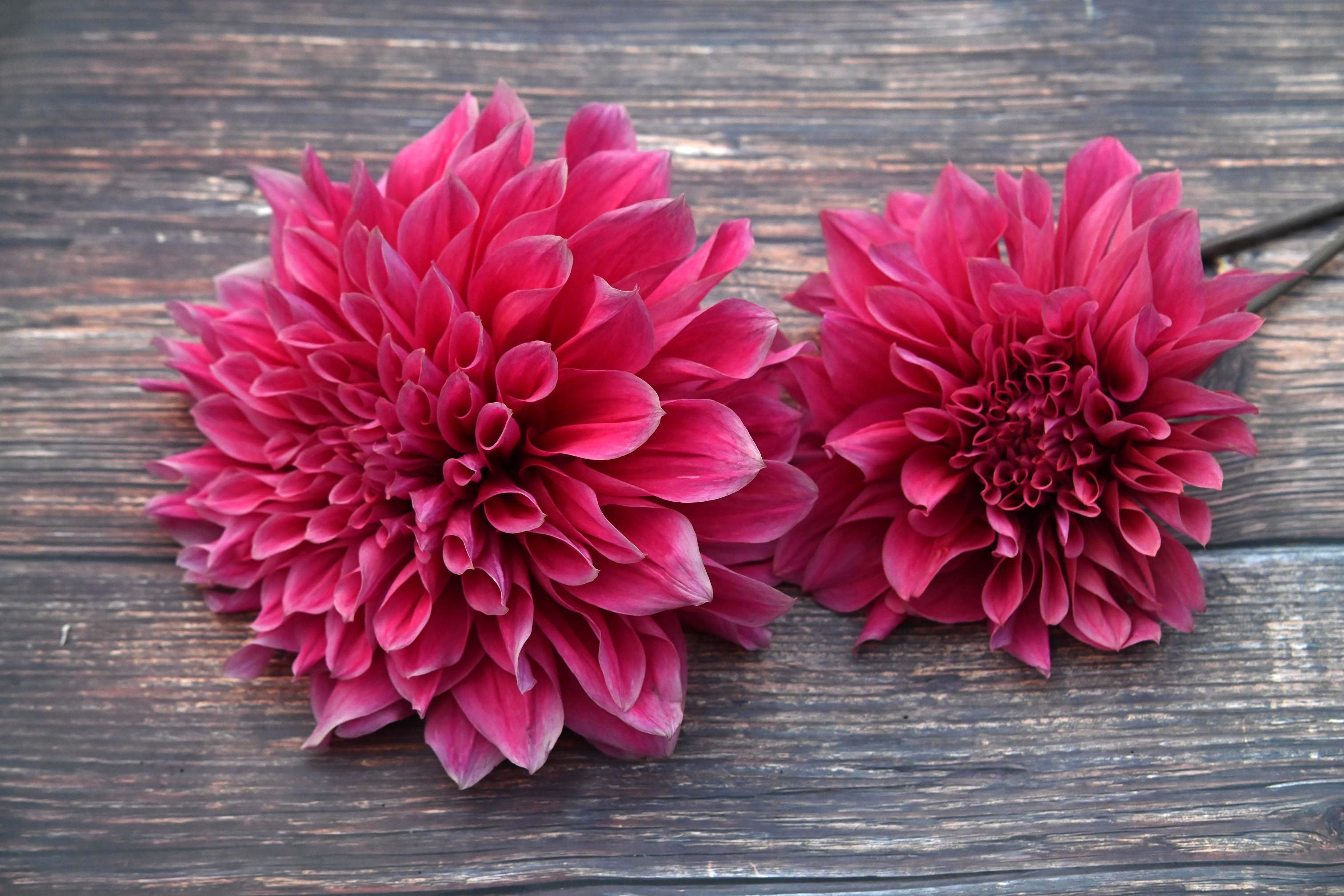 Dahlia Emory Paul