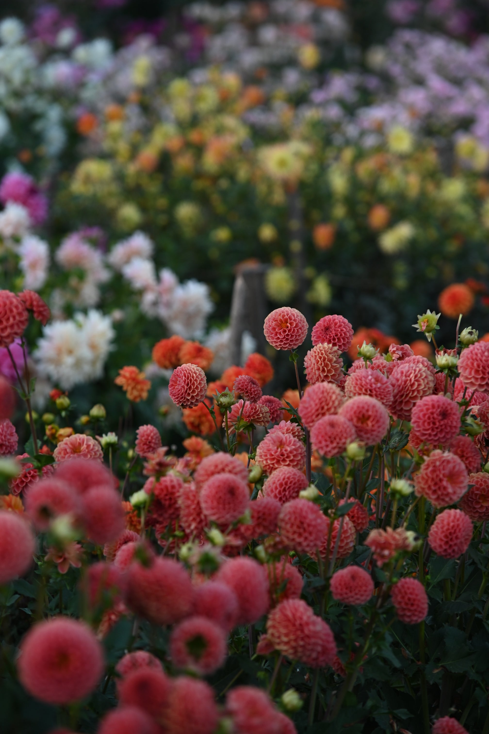 Create your summer garden