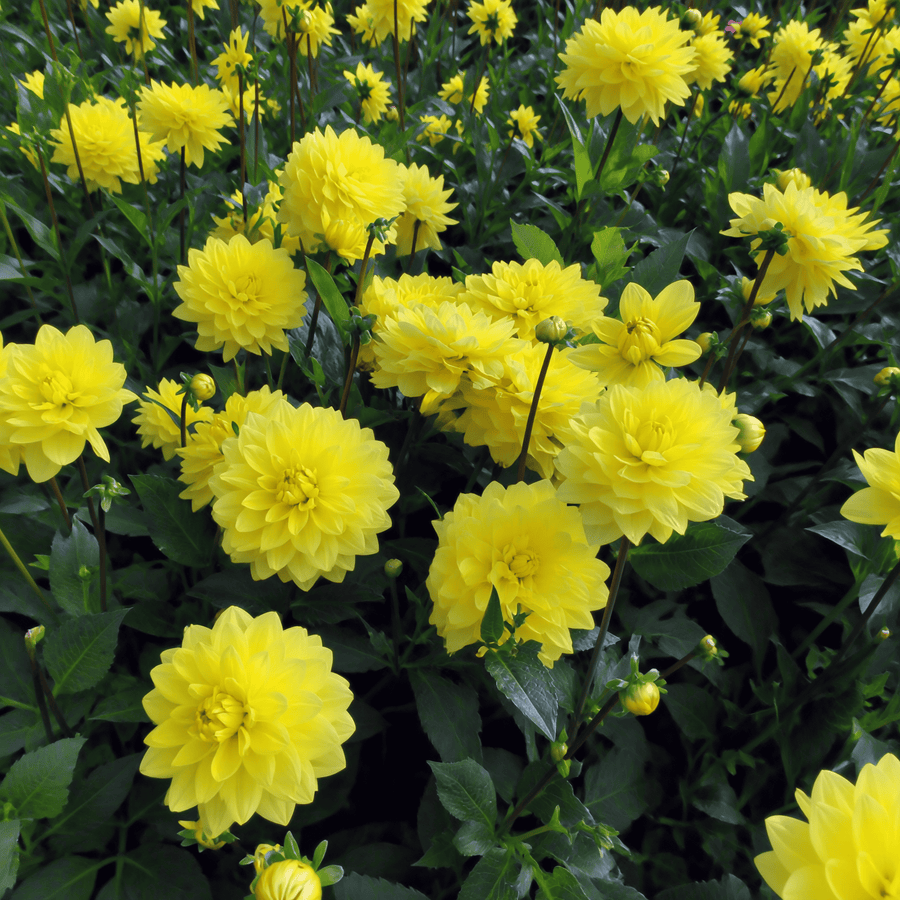Dahlia American Sun