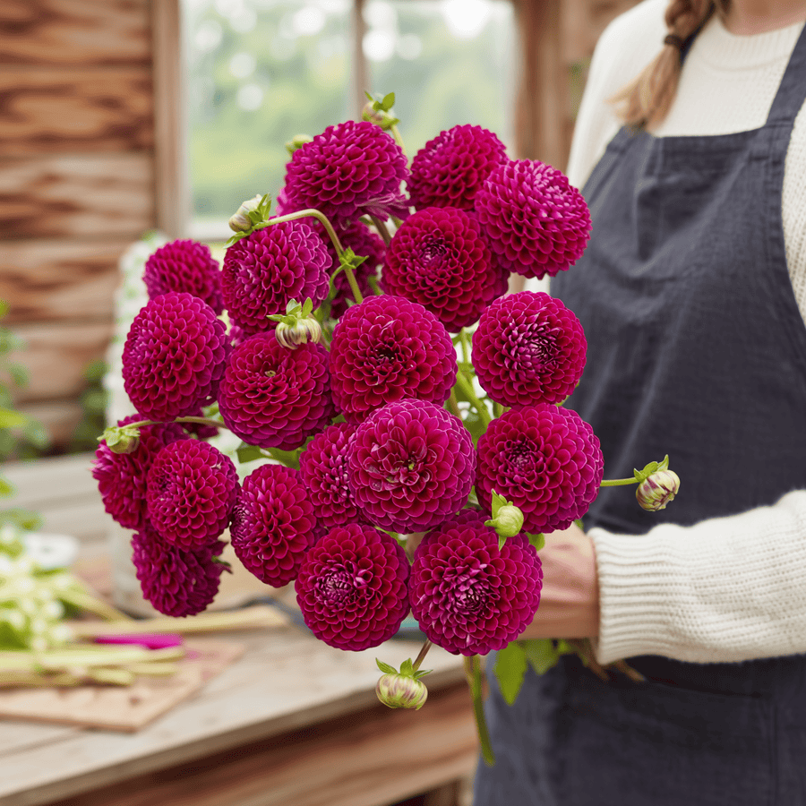 Dahlia Downham Royal