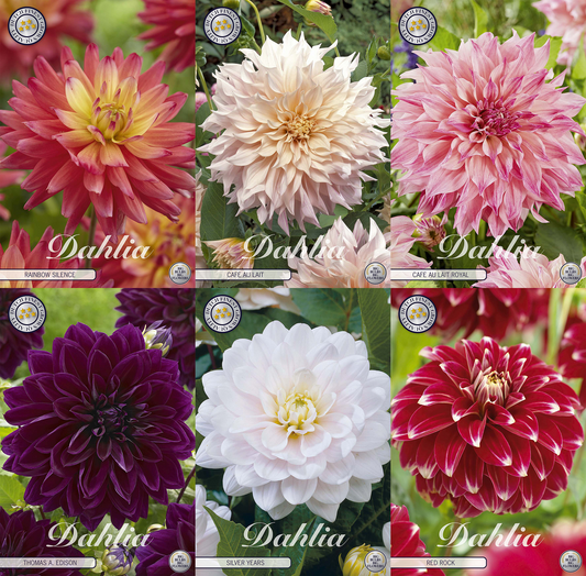 Dahlia Dreams