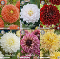 Dahlia Garden Favourites