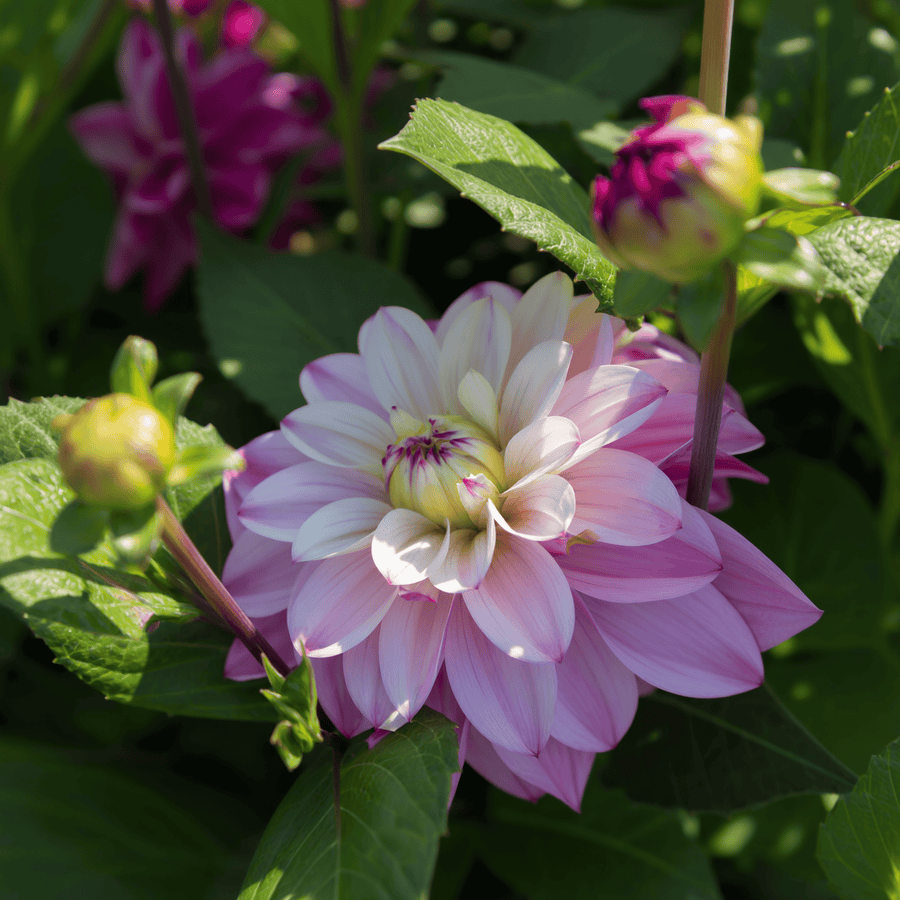 Dahlia Orion