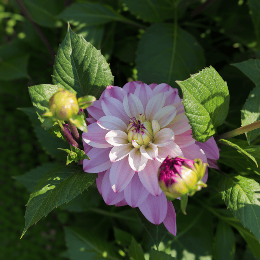 Dahlia Orion