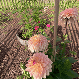 Dahlia Princesse Elisabeth