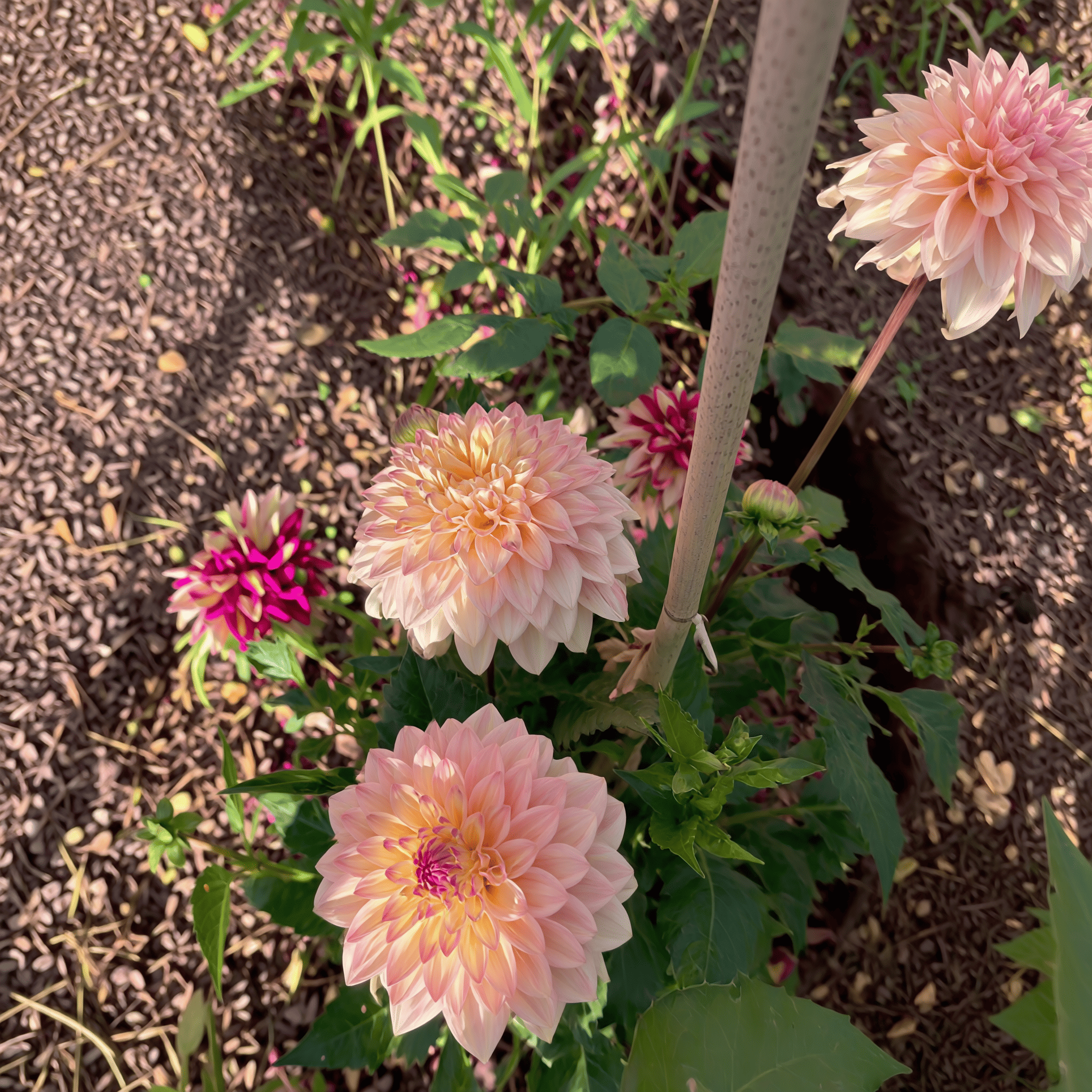 Dahlia Princesse Elisabeth