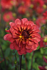 Dahlia Antibes