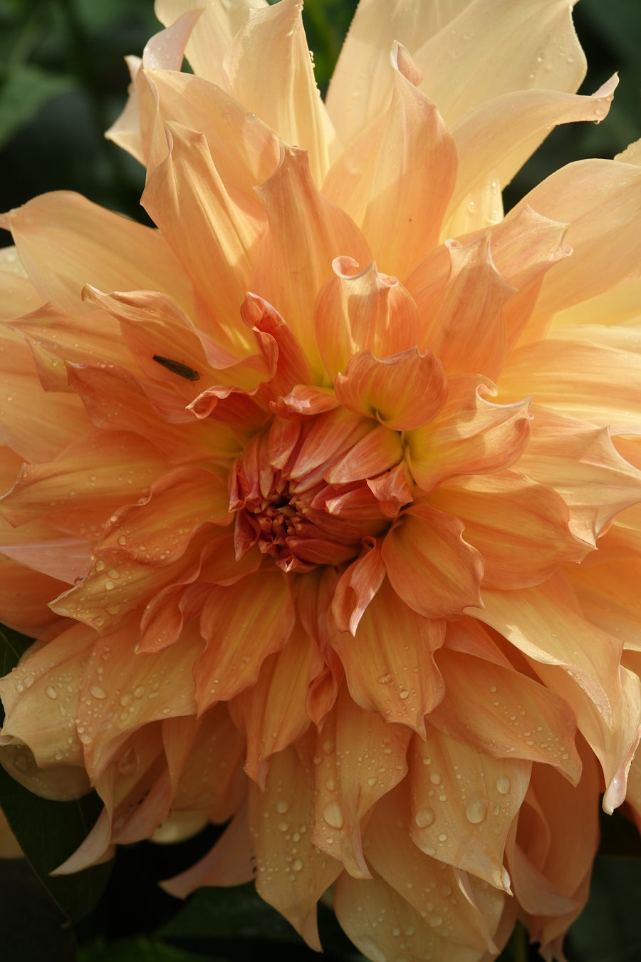 Dahlia Big Brother