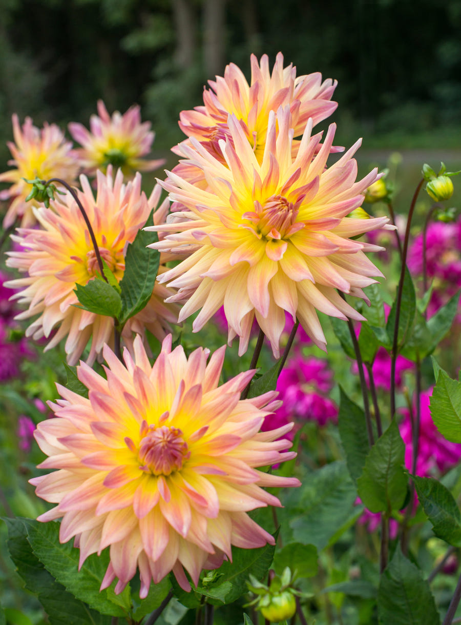 Dahlia Cabana Banana