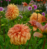 Dahlia Great Hercules