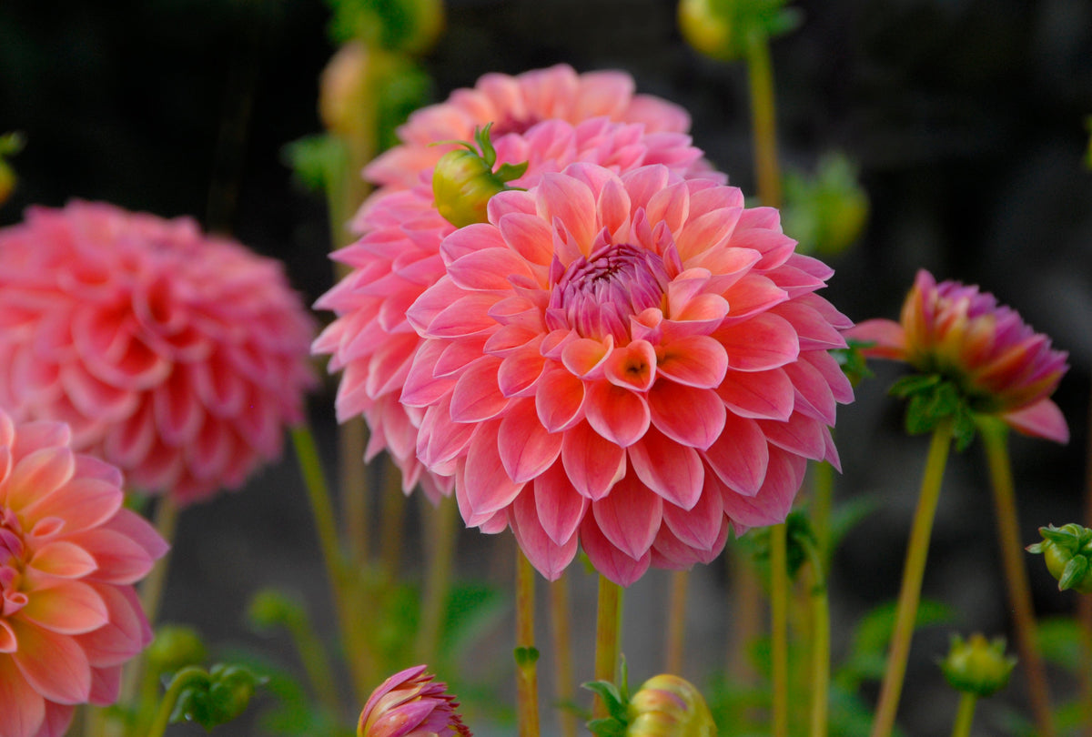 Dahlia Lindas Baby