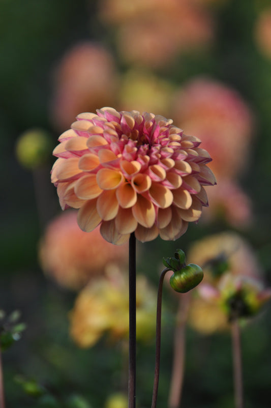 Dahlia Palmares